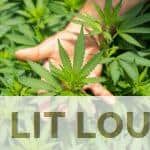 Tipos de flores de CBD que puedes comprar en Portugal